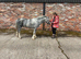 Gino Section A Colt