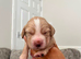 Beautiful golden and blonde KC registered Cocker Spaniel Puppies