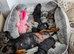 Beautiful puppies available