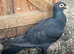 Pair of Syrian young pigeons