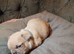 Beautiful French Bulldogs puppies