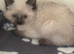 Ragdoll kittens