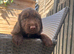 Beautiful cocker spaniel puppy&rsquo;s
