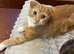 Beautiful Scottish Folds and Scottish Straights