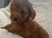 Toy poodle puppy's for sale