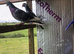 Racing pigeons for sale