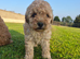 Poodle pups for sale