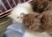 British short haired cross kittens for sale