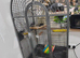African grey female