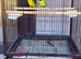 4 lovebirds with cage