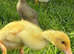Ducklings Indian Runner