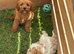 Beautiful cavapoo