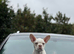 Unique french bulldog pups all priced differently