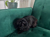 KC Imperial Shih Tzu