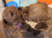 Extensively health tested F1 cavapoos