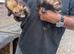 Ferrets for sale