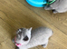 Lovely British shorthair kittens