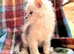 Silver Ticked Polydactyl Male