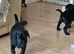 Labrador puppies
