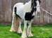 Black and white gelding