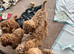 Cavachon x toy poodle puppies