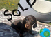 True miniature dachshunds