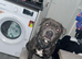 Blue Staffordshire bull terrier puppy