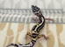 Baby leopard geckos loads of different morphs