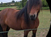 Ruby 6 year old driving mare