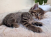 British shorthair cross (last left !)
