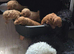 Stunning cockapoo f1b pups