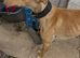 Lurcher cross Labrador