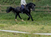 WILLETTS BLACK MAGIC 14hh - Welsh C