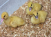 Muscovy ducklings