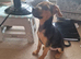 Pup for sale