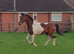 Pintabian stallion for sale