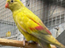 Proven/ breeding pair of rock pebblers