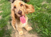 Show cocker spaniel