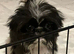 3 beautiful pugzu puppies