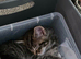 4 Amazing kittens