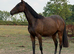 Ango Arab filly