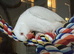 Albino Indian Ringneck