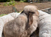 Mini lop female