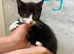 Mixed breed kittens