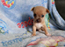 Jackawawa pups