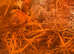 Coturnix quail