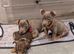 Miniature Jack Russell boys