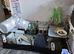 Guinea pigs for sale