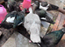 Lovely group of muscovies
