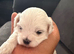 for sale maltese puppies